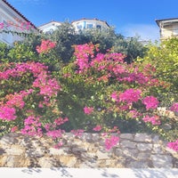 bougain6-standard.jpg