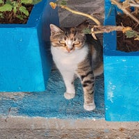 chatgrec19-standard.jpg