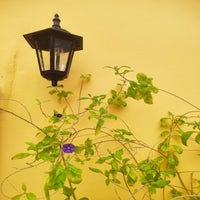 fleur1-standard.jpg