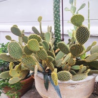 fleur2-standard.jpg