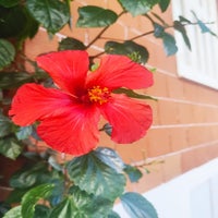 fleur4-standard-3ia36d.jpg