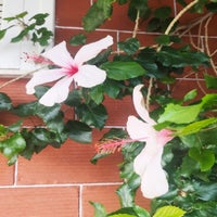 fleur5-standard.jpg
