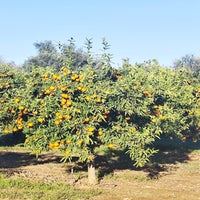 oranger3-standard-u7gwk3.jpg