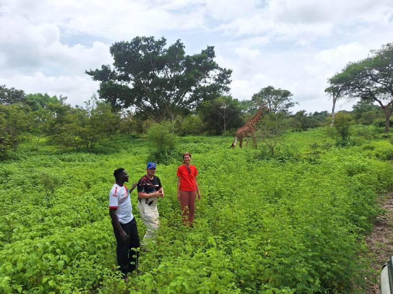 Mensen in open veld vlakbij giraffe