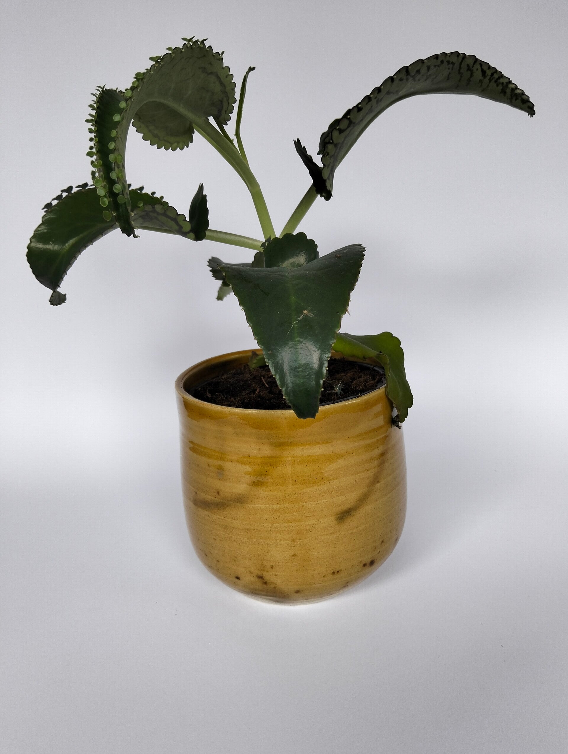 Bloempot "Mustard"