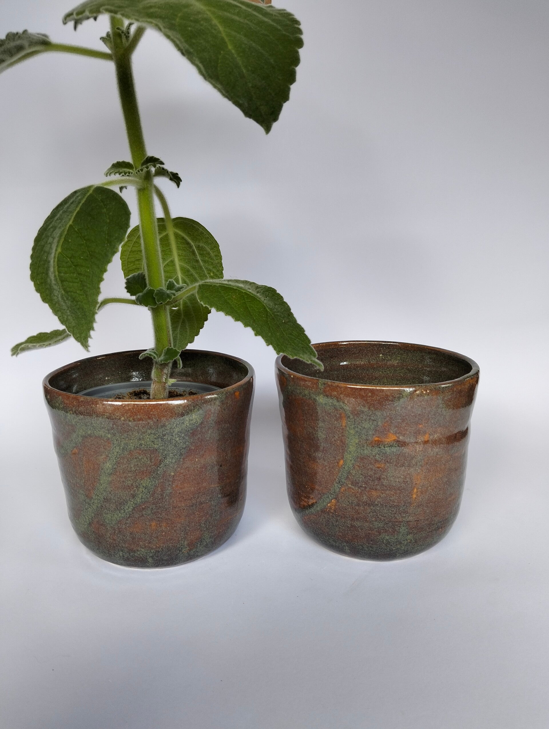 Bloempot