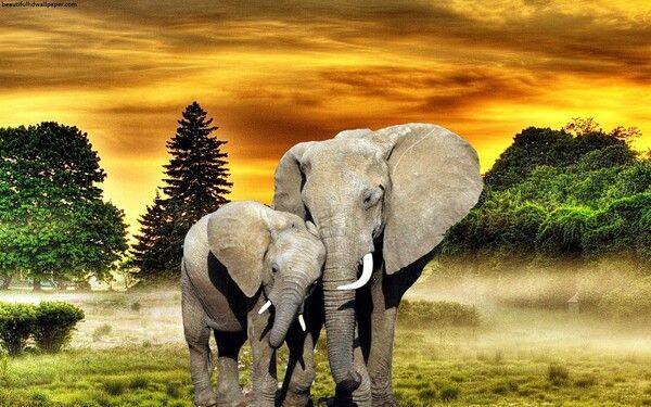 Diamond Painting Canvas 40x30cm - Painting 35x25cm Elephant