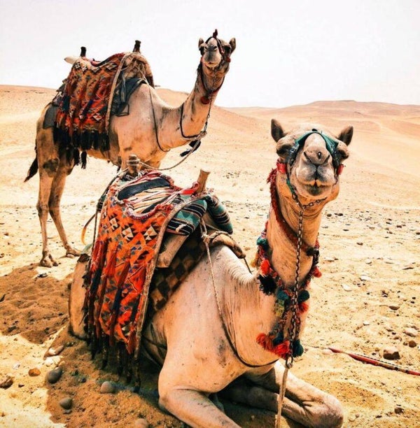 Diamond Painting Canvas 40x30cm - Painting 35x25cm Camels