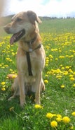 Skyla