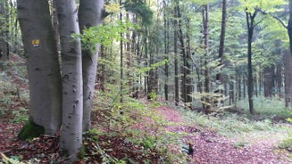 image19-1.jpg