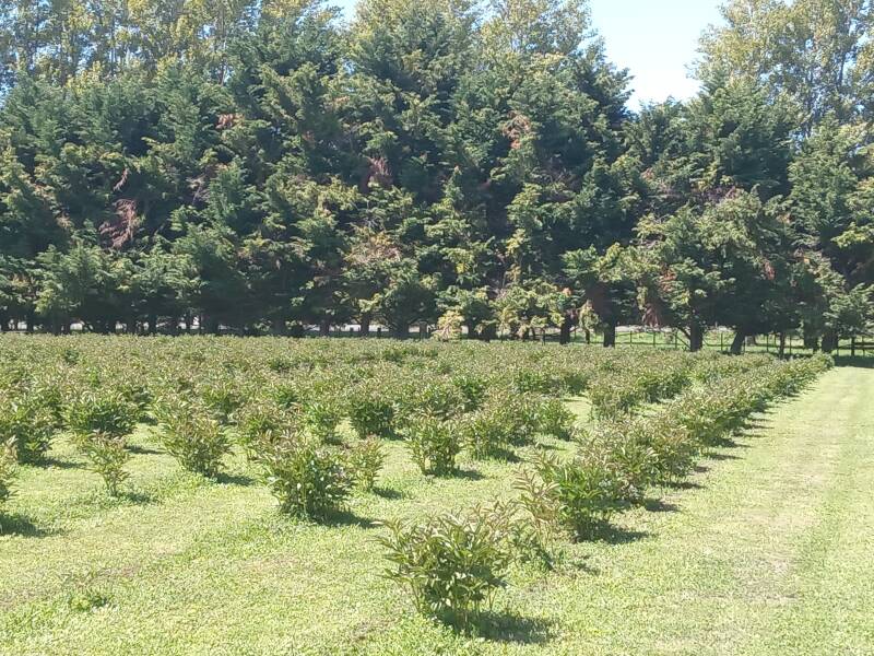 Sarah Bernhardt paddock