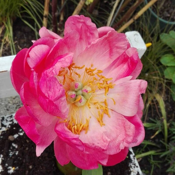 Coral Sunset         x6 stems