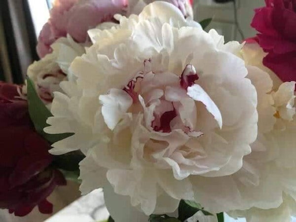 Festiva Maxima x6 stems