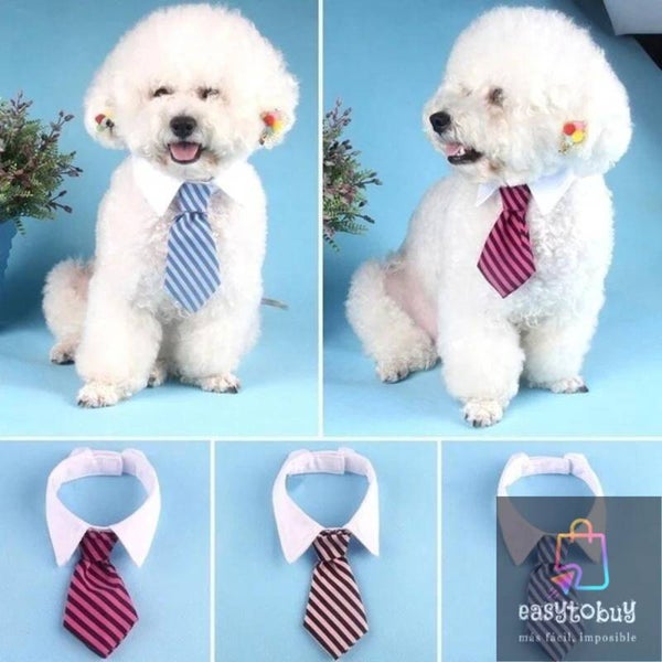Collar corbata