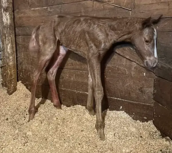 Grade geboren - Mai 2025