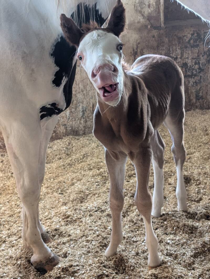 2 Tage alt - Mai 2025