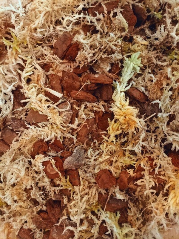 Mélange pour Orchidée ( Epiphyte )