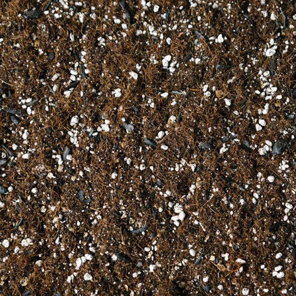 Mélange pour Calathéa / Maranta