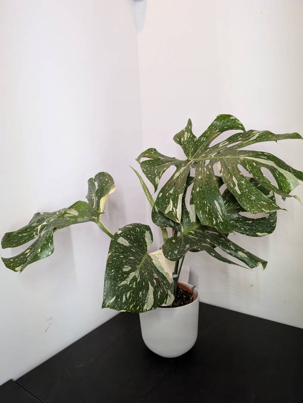 Monstera "Thai constellation"