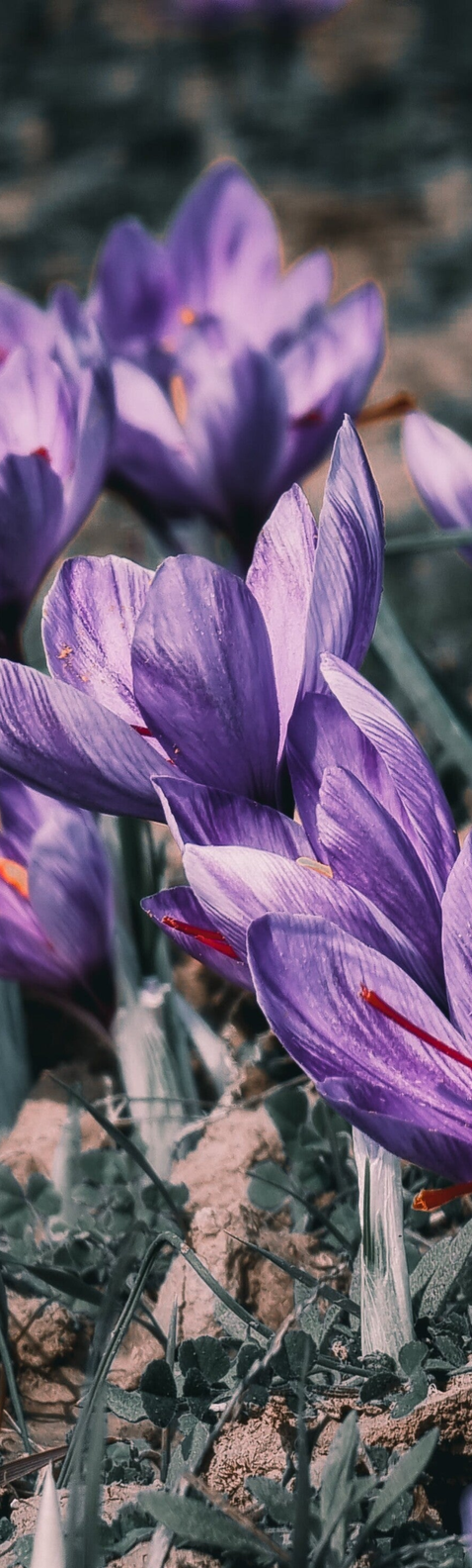 Discover the History and Culture of Saffron