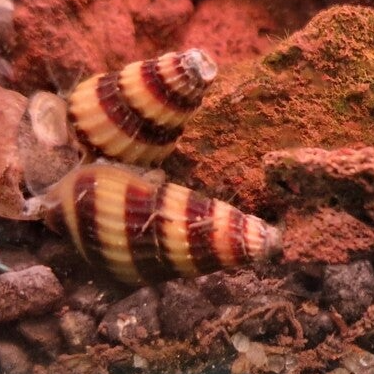 Escargot assassin mangeur d'escargot - Anentome Helena