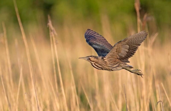 14 mei 19:00 - 21:00 Samen vogels kijken in Park Lingezegen