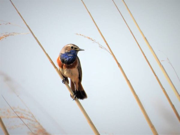 23 april 19:00 - 21:00 Samen vogels kijken in Park Lingezegen