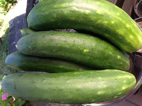 Salat-Schäl-Schmor-Senf-Honiggurke Riesen