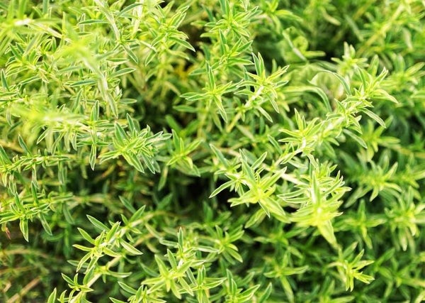 Bohnenkraut Pfefferkraut