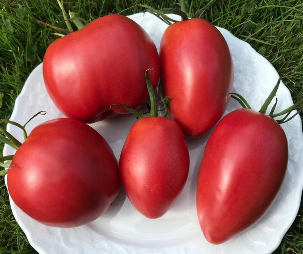 Irakisches Herz rosa