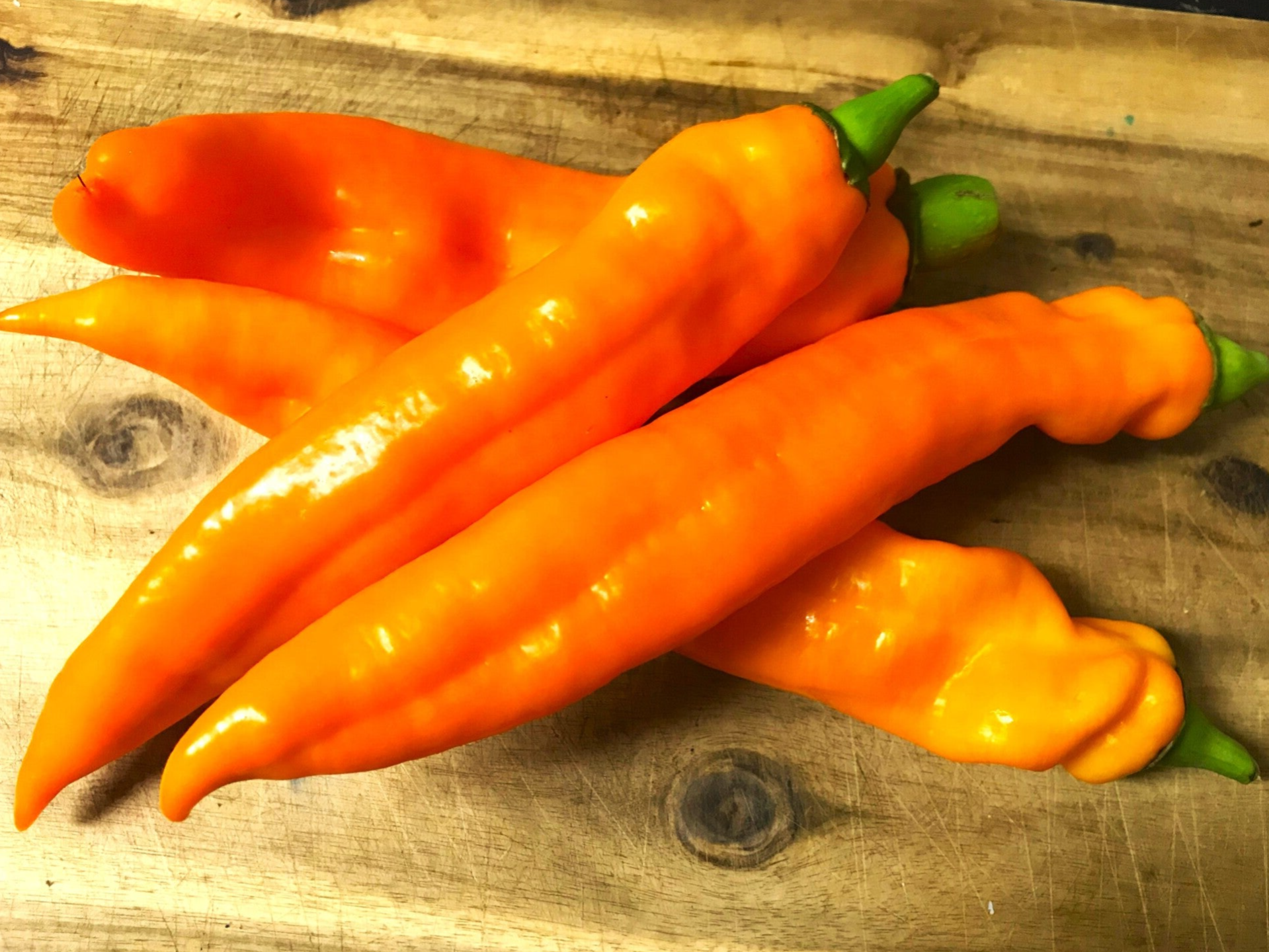 Spitzpaprika Bullhorn orange