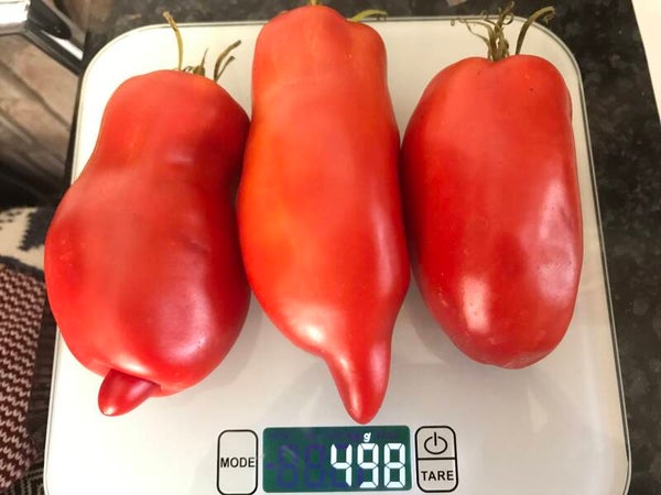 Hugo Andenhorn Stierhorn rot