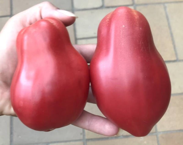 Hugo Andenhorn Stierhorn rosa