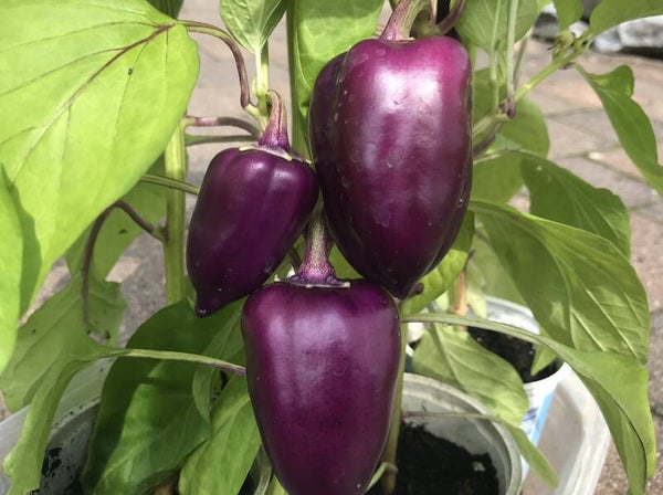 Paprika Fliederfarbene Nebel