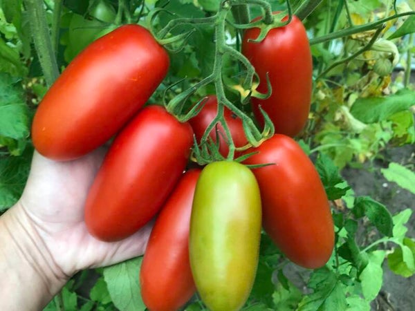 San Marzano 1 rot hochwachsend