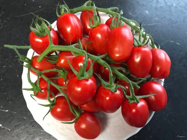 Mini Roma Roma Cherry rot