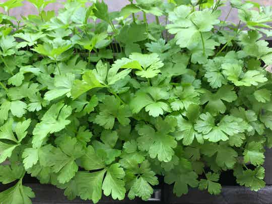 Petersilie glatt „Einfache Schnitt 3“