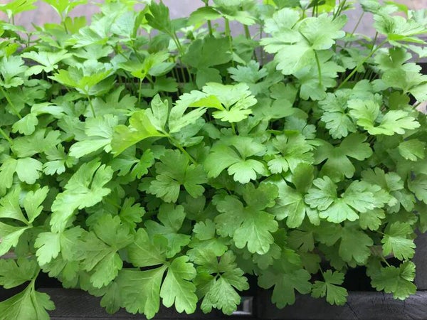 Petersilie glatt „Einfache Schnitt 3“