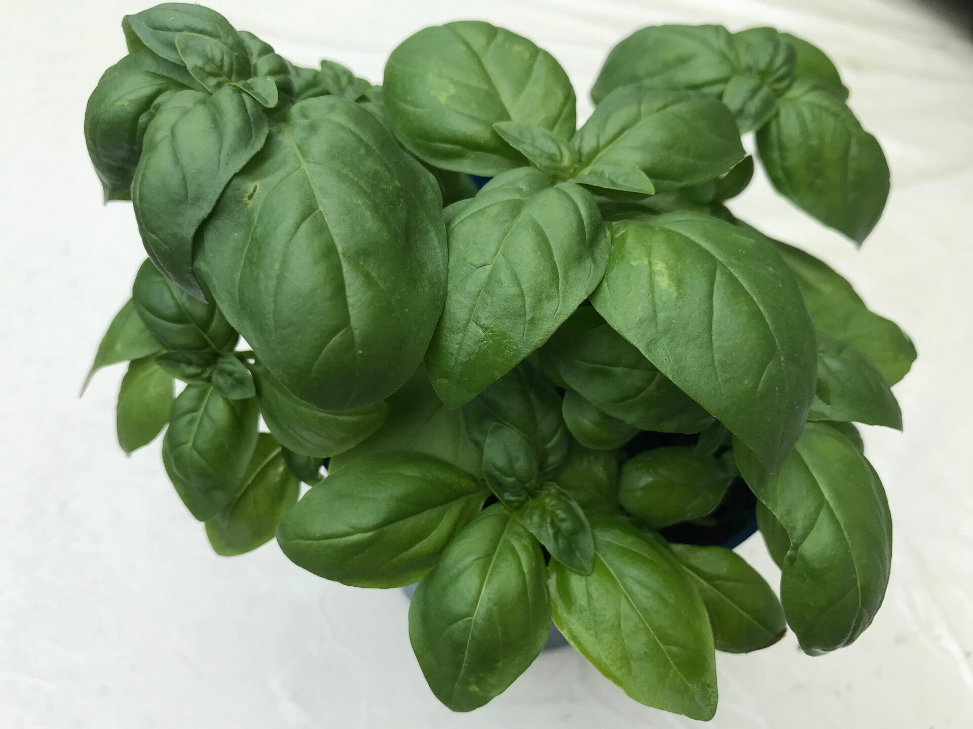 Basilikum "Genoveser"