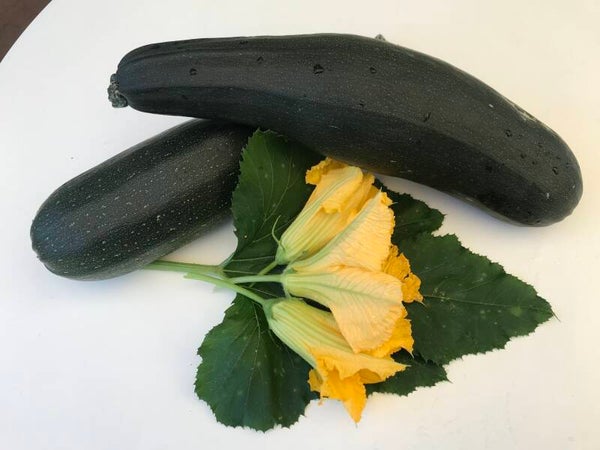 Zucchini Black Beauty