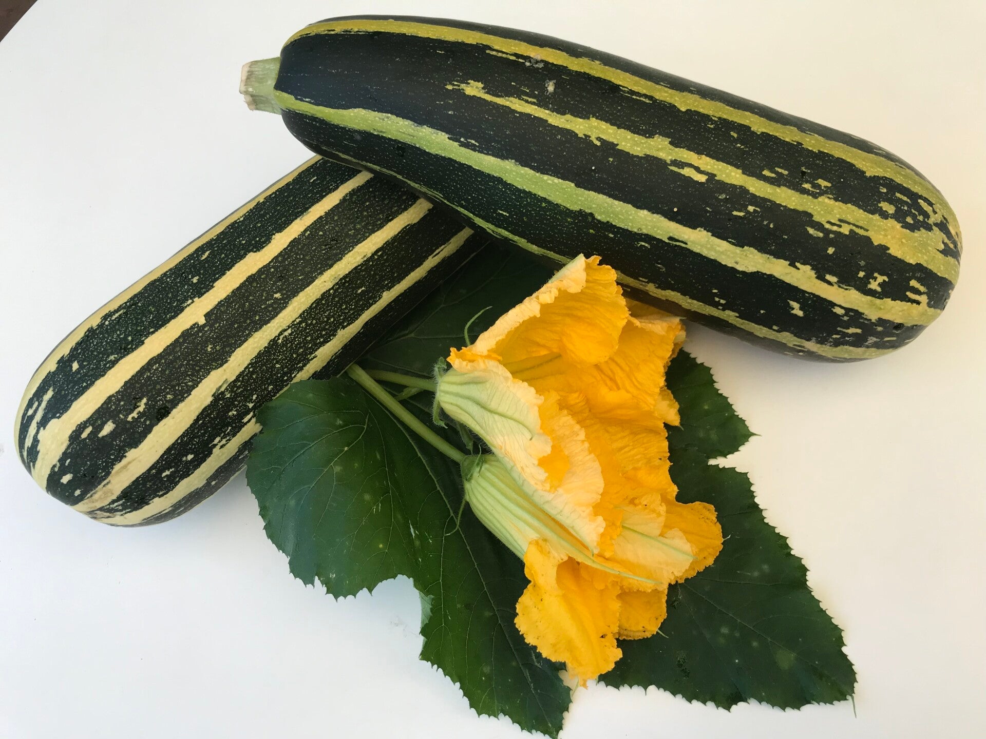 Zucchini Zebra