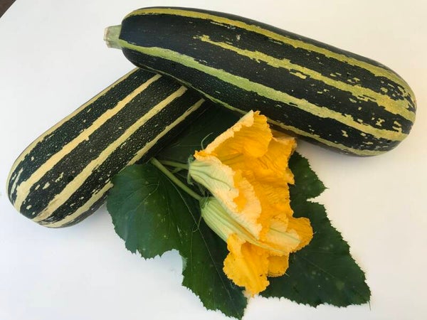 Zucchini Zebra