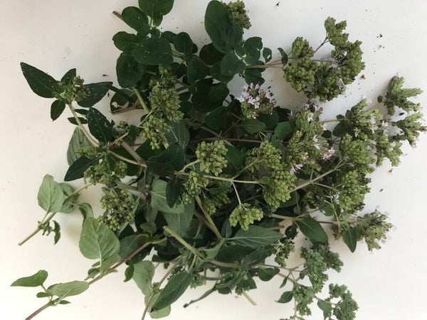 Oregano