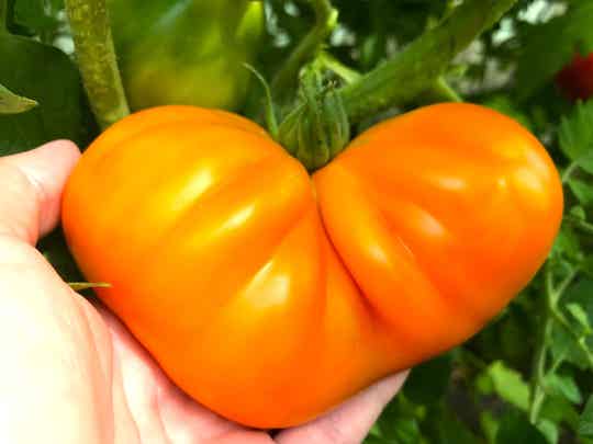 Japanische Trüffel goldgelb