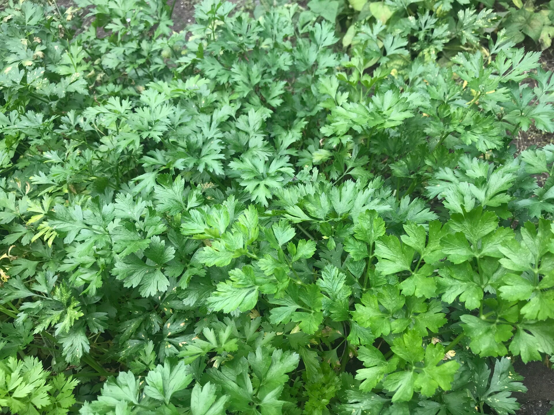 Petersilie glatt "Gigante d'Italia"