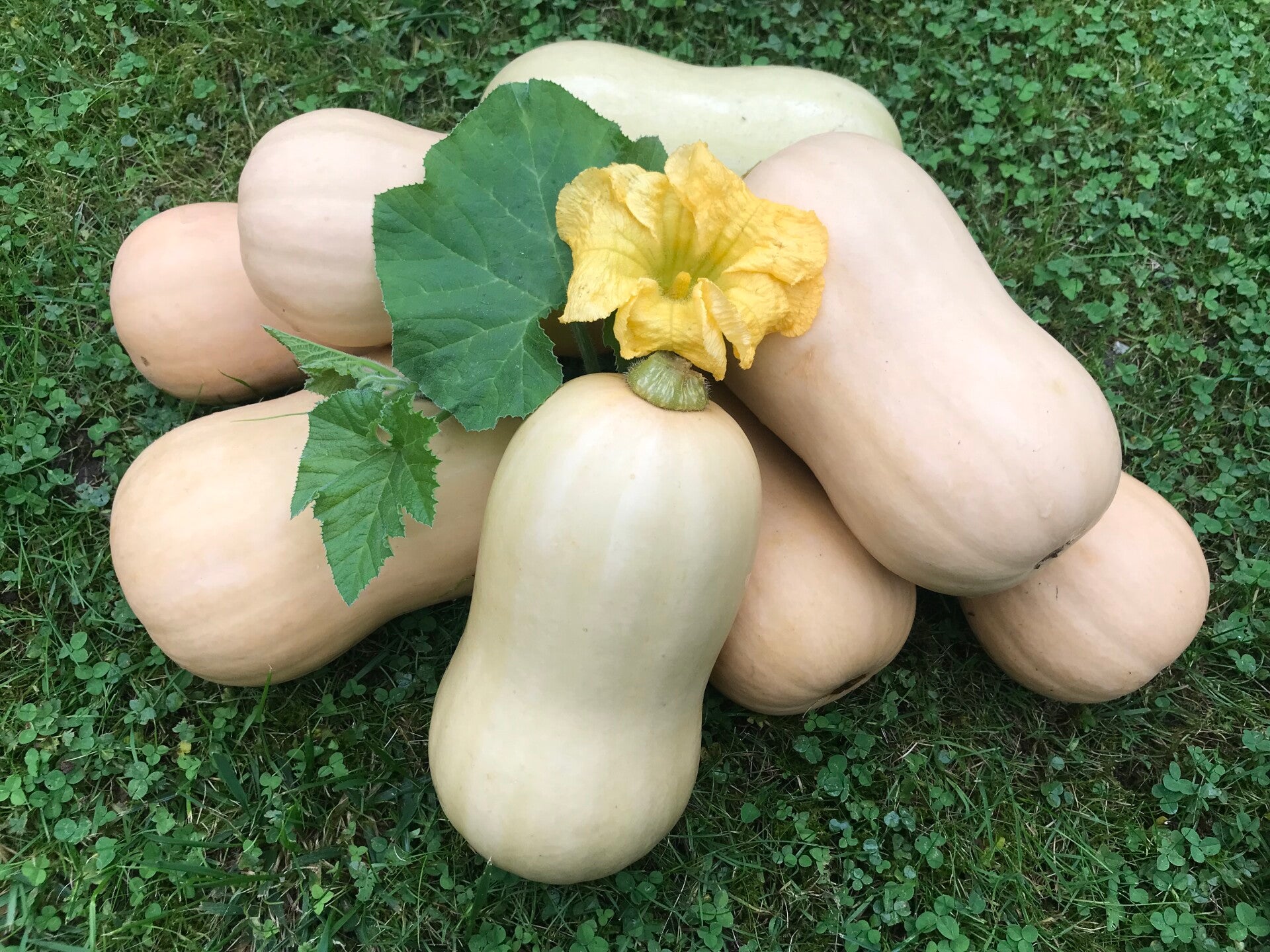 Speisekürbis Butternut