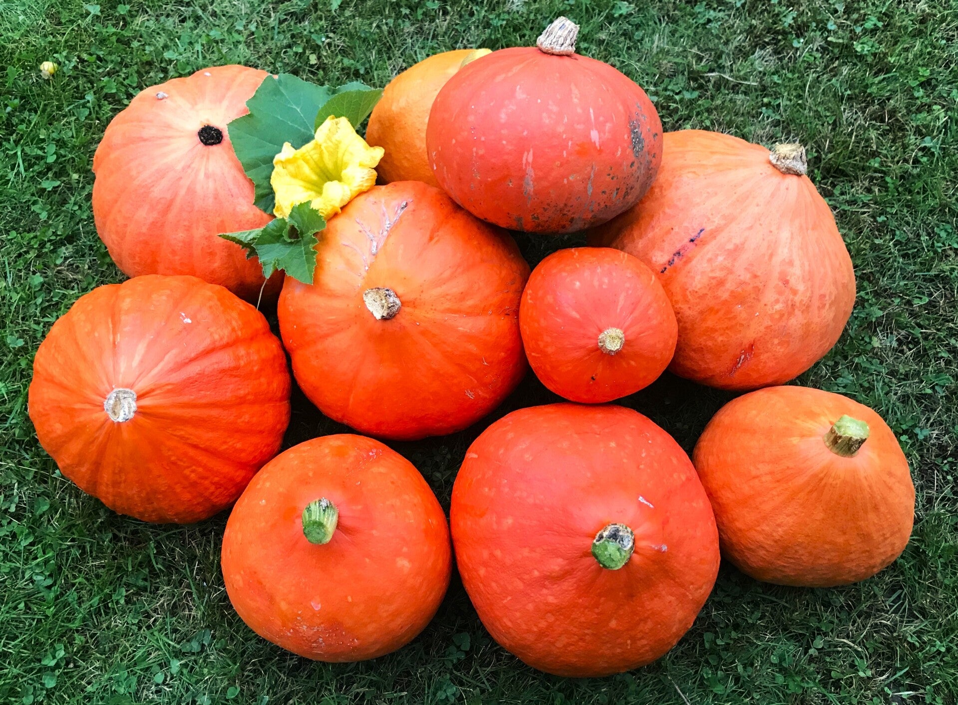 Speisekürbis Hokkaido - Uchiki Kuri