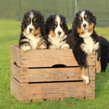 whizz-3pups-standard.jpg