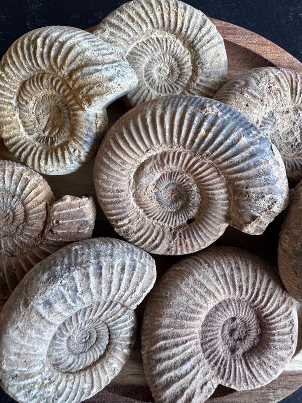 Ammoniet Fossiel – ca. 5,5  cm