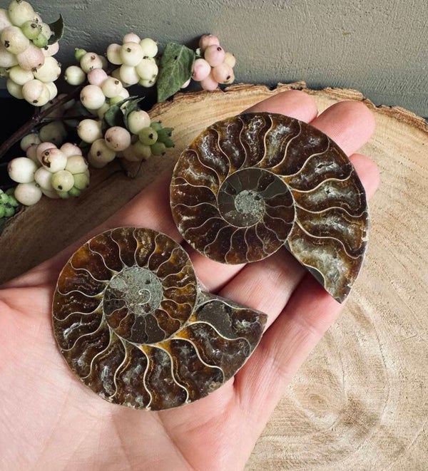 Ammoniet Paartjes – 6cm | Gepolijst
